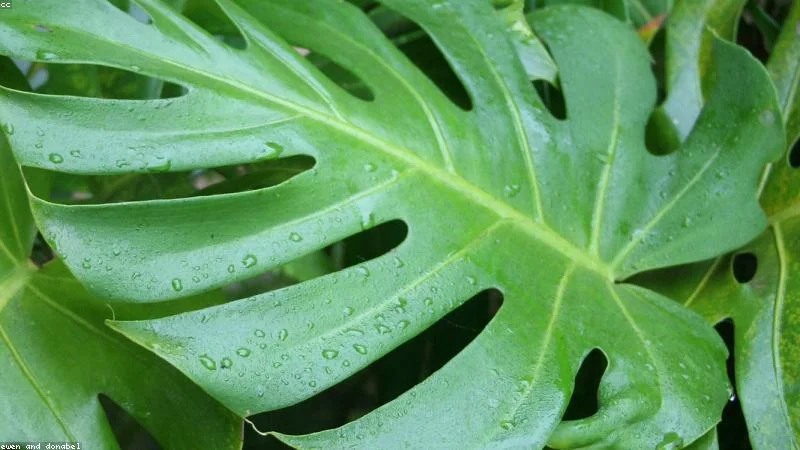 Why Are My Monstera Leaves Getting Yellow Spots and How to Fix It