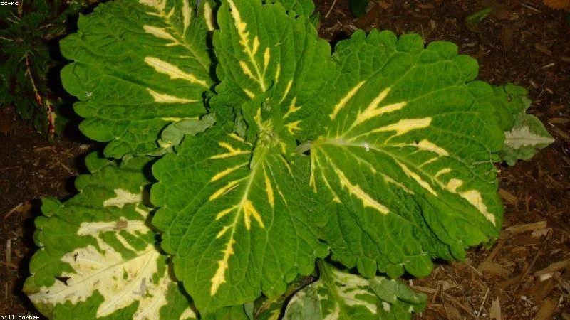 Analisi dell'ingiallimento delle foglie di Kök
